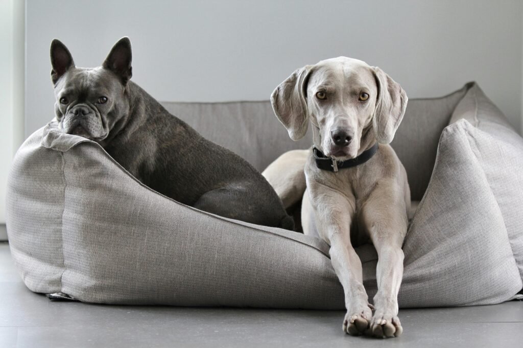 Cómo Elegir la Cama Perfecta para tu Perro: Consejos y Recomendaciones