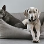 Cómo Elegir la Cama Perfecta para tu Perro: Consejos y Recomendaciones